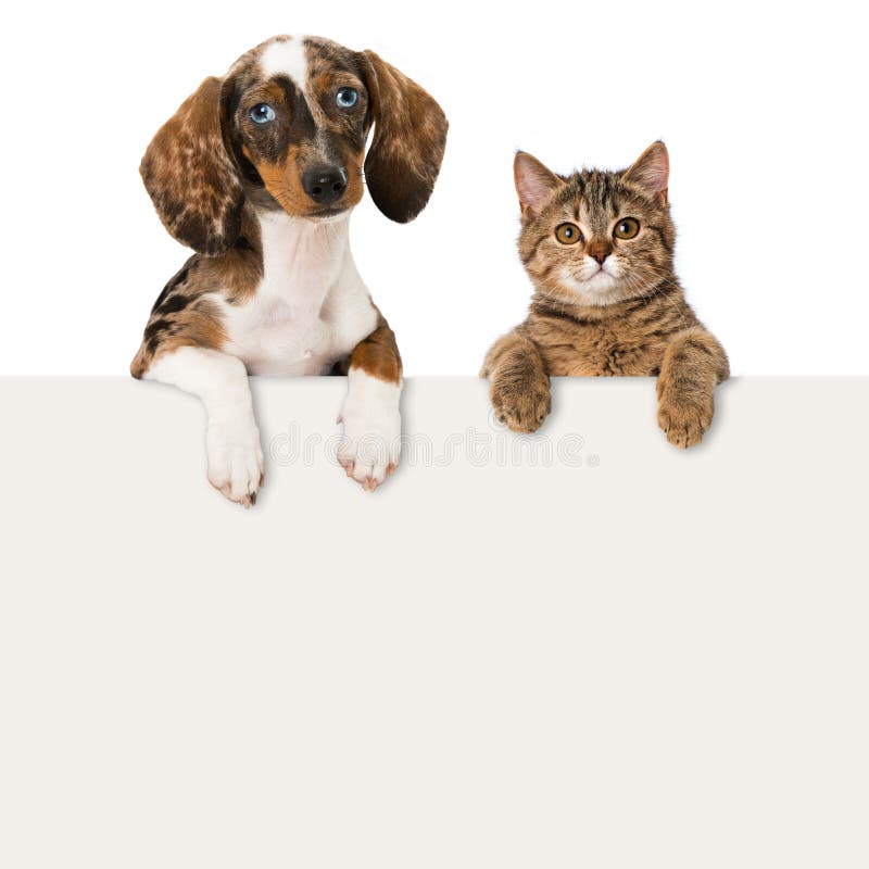 Katze und Hund stockbild Katze und Hund stockbild