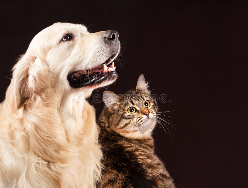Katze und Hund, sibirisches Kätzchen, golden retriever