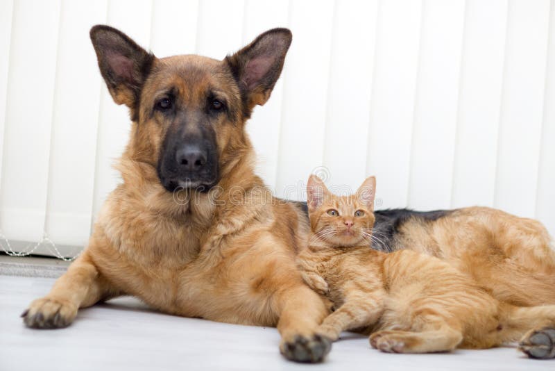 Katze und Hund zusammen