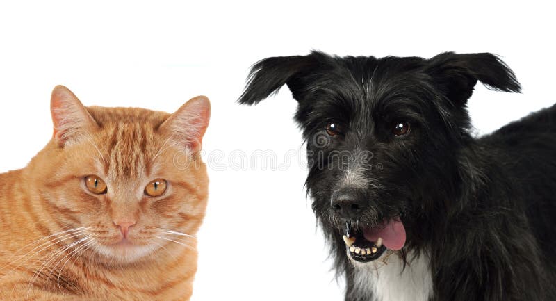 Katze- und Hundeportraits lizenzfreie stockfotos Katze- und Hundeportraits lizenzfreie stockfotos