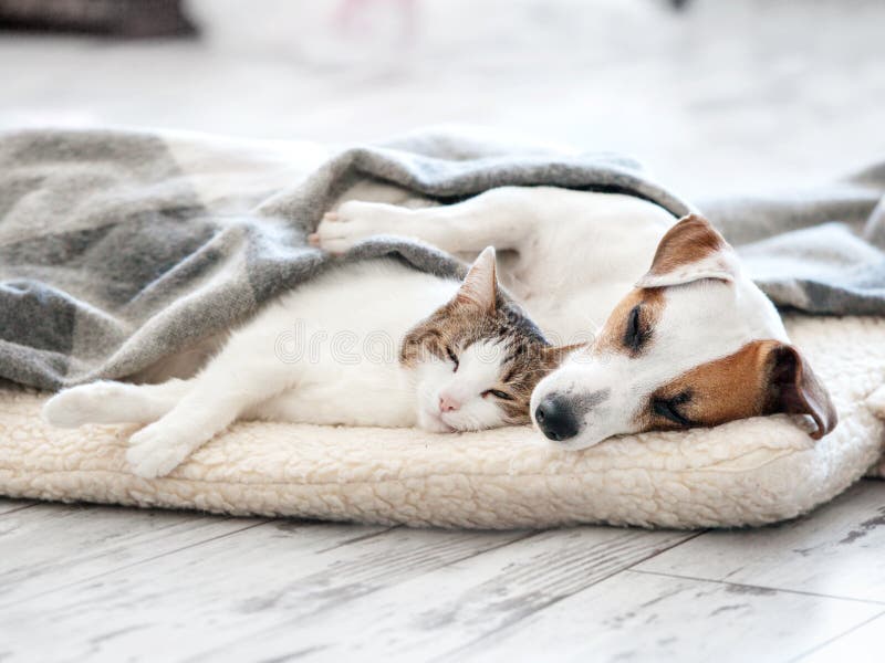 Katze-und Hundeschlafen