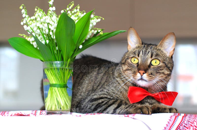 Katze und Maiglöckchen stockbild Katze und Maiglöckchen stockbild