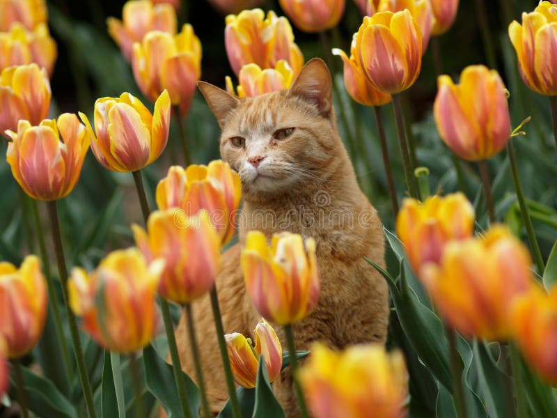 Katze und Tulpen stockfoto. Bild von schönheit, botanik 5996710