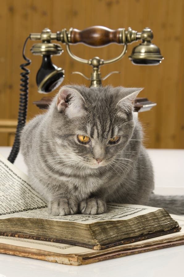 Katze wissenschaftlich mit Büchern auf dem Tisch lizenzfreie stockfotos Katze wissenschaftlich mit Büchern auf dem Tisch lizenzfreie stockfotos
