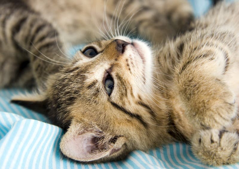 Katzen stockfotos Katzen stockfotos