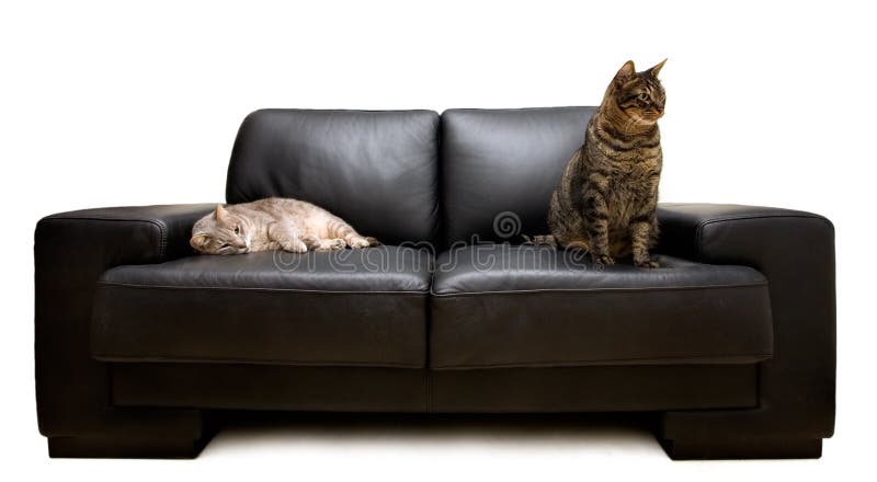 Two cats on a sofa isolated on white. Two cats on a sofa isolated on white