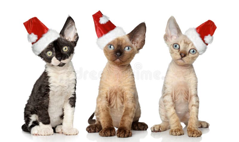 Katzen im Weihnachtsrothut stockfotografie Katzen im Weihnachtsrothut stockfotografie
