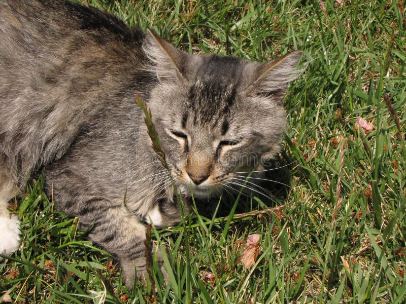 Katzen, Katze, meine Katze lizenzfreie stockbilder Katzen, Katze, meine Katze lizenzfreie stockbilder