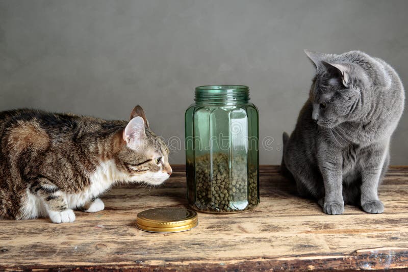 Katzen Und Cat Food Im Glas Stockfoto Bild von reinrassig, katzen