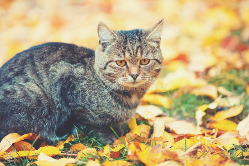 Katzengestreif im Freien auf den gefallenen Blättern stockfoto Katzengestreif im Freien auf den gefallenen Blättern stockfoto