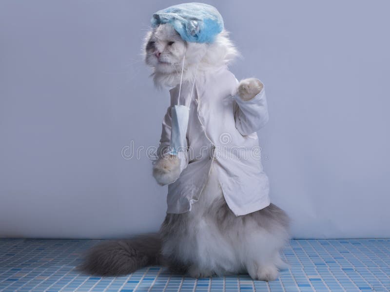 Katzenklagenchirurg, der für Chirurgie sich vorbereitet stockfoto Katzenklagenchirurg, der für Chirurgie sich vorbereitet stockfoto