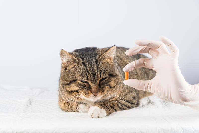 Katzenpille Krankes Tier tierarzt Medizinkatze der Katze eine Pille geben stockfotografie Katzenpille Krankes Tier tierarzt Medizinkatze der Katze eine Pille geben stockfotografie