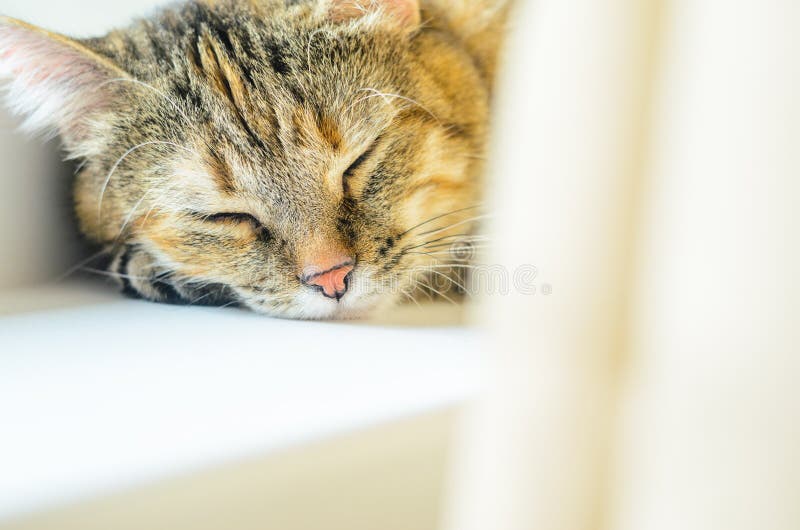 Katzenporträt auf hellem Hintergrund lizenzfreie stockfotos