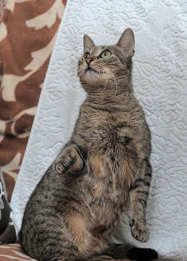 Cat Stellung