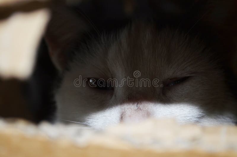 Katzenstarren durch ein Loch im Papier stockfoto Katzenstarren durch ein Loch im Papier stockfoto