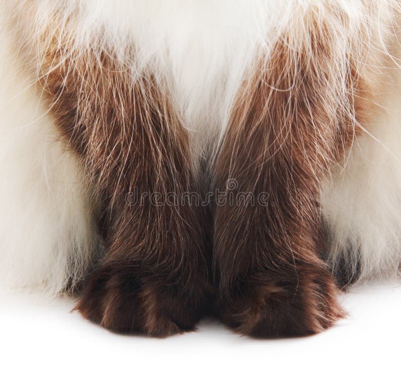 Katzetatzen stockfotos Katzetatzen stockfotos
