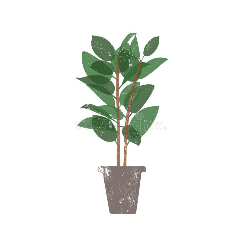 Kauczukowiec w ceramicznej ilustracji wektora typu pot flat Ficus, modna, wiecznie zielona roślina domowa wyizolowana na biało royalty ilustracja