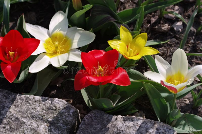 Kaufmanniana sauvage de Tulipa de tulipe images libres de droits
