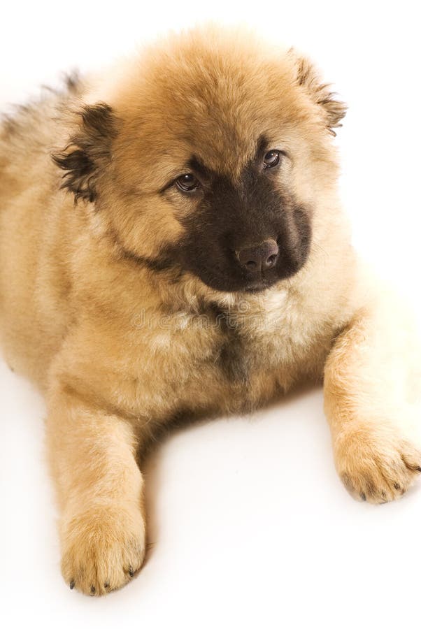 Puppy van de Kaukasische herdershond stock foto's