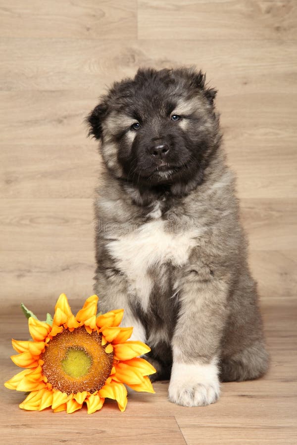 Kaukasisch herderspuppy met zonnebloem stock afbeeldingen