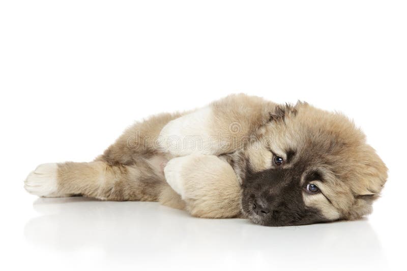 Kaukasisch herderspuppy op wit royalty-vrije stock afbeeldingen