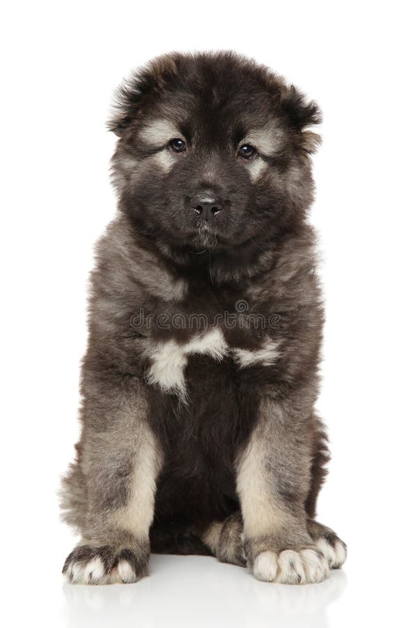 Kaukasische herdershond pup op wit stock afbeeldingen