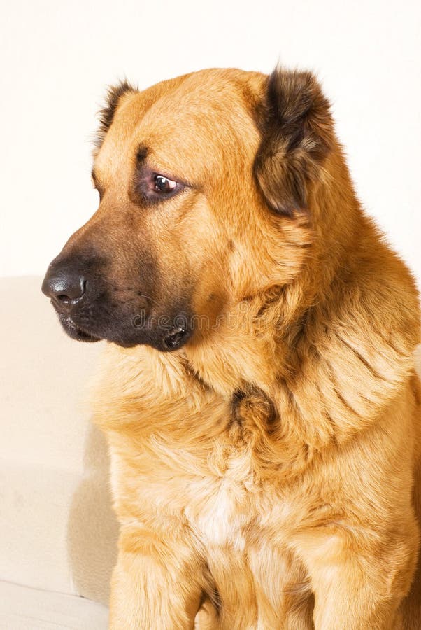 Kaukasische Herdershond royalty-vrije stock foto's