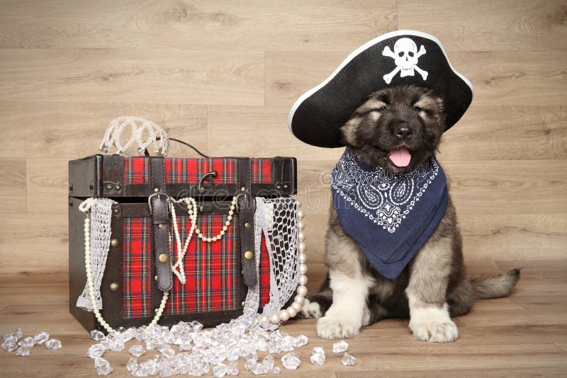 Kaukasische herdershond met piratenhoed stock afbeeldingen