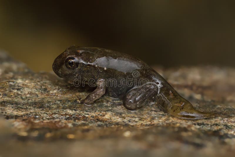 Frosch-Kaulquappe Aus Dem Wasser Heraus Stockbild - Bild von frosch ...