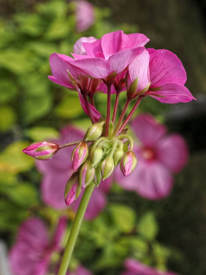 Kavaj, rosa geraniumfrench-trädgård fotografering för bildbyråer