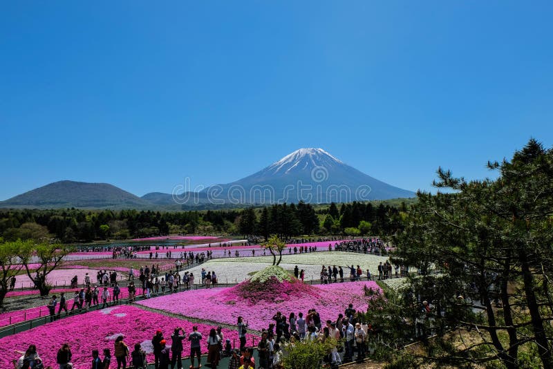 KAWAGUCHIKO,日本-在2016年2016年5月3日- Shibazakura节日, 库存照片 KAWAGUCHIKO,日本-在2016年2016年5月3日- Shibazakura节日, 库存照片