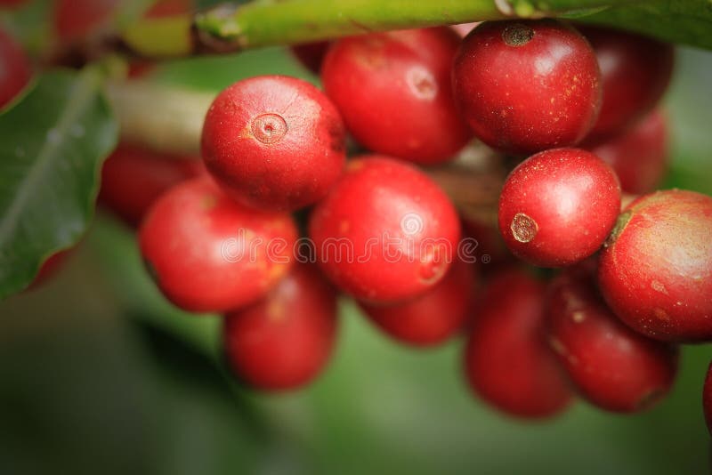 Kawowy dorośnięcie w Costa Rica obraz stock Kawowy dorośnięcie w Costa Rica obraz stock