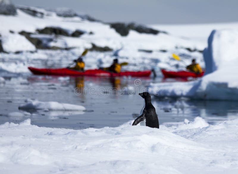 Adelie / adÃ©lie penguin watching kayakers in the Antarctic Ocean. Adelie / adÃ©lie penguin watching kayakers in the Antarctic Ocean