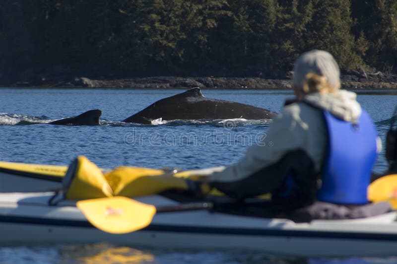 When we paddled the johnstone strait we often met humpback wales. There are two different sort of humpbacks. the one passing us immideately and the ones keep an eye on us before the go forward. This was on of the whales taking a look at us for around 5 minutes. The calve seemed to be very interessted at us. When we paddled the johnstone strait we often met humpback wales. There are two different sort of humpbacks. the one passing us immideately and the ones keep an eye on us before the go forward. This was on of the whales taking a look at us for around 5 minutes. The calve seemed to be very interessted at us.