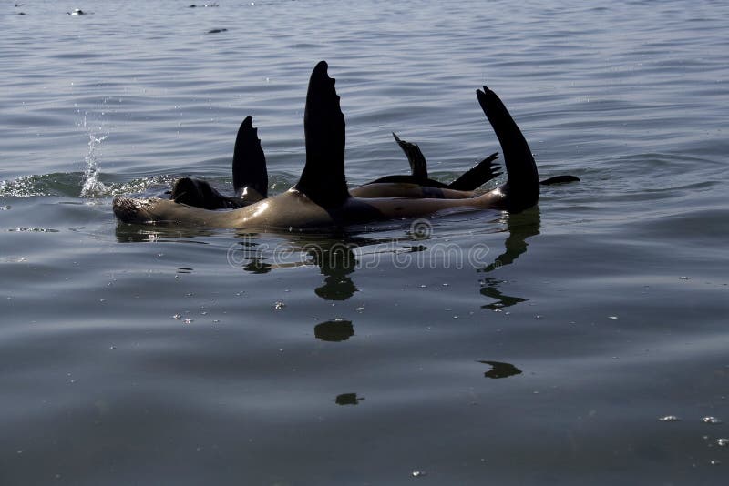 Kayaking Around Pelican Point Stock Image Image of walvis, coast