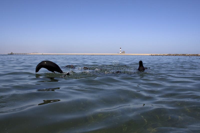Kayaking Around Pelican Point Stock Image Image of colonies