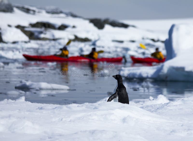Kayaking i pingwin w Antarctica