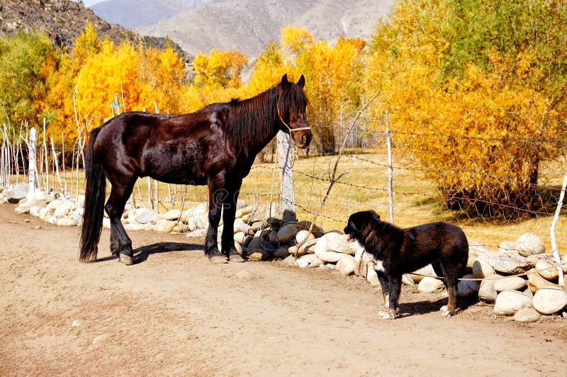 Kazakh shepherd`s hounds and horses