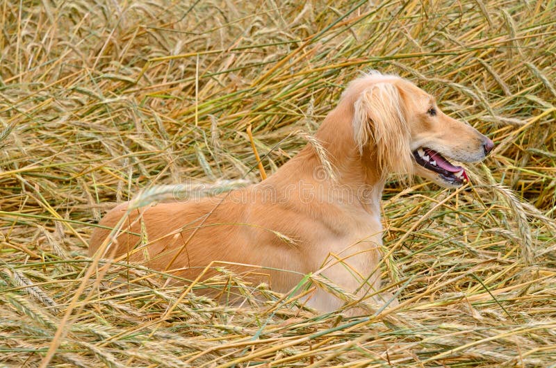 Kazakhvinthund Tazi arkivfoto. Bild av angus, hund, medf8ort 42324700