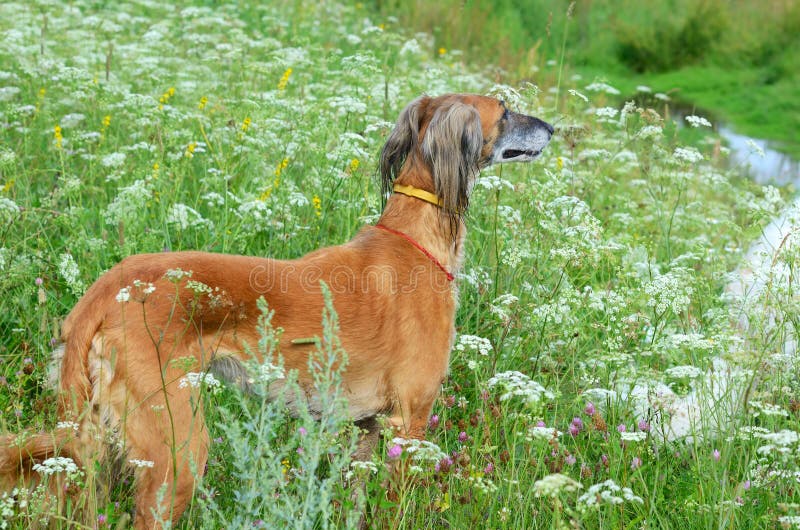 Kazakhvinthund Tazi arkivfoto. Bild av angus, hund, medf8ort 42324700