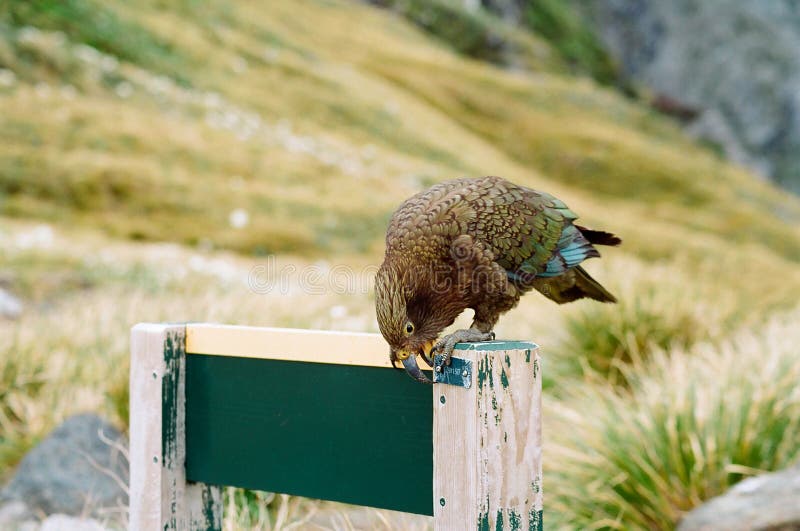 Kea alpine parrot, New Zealand