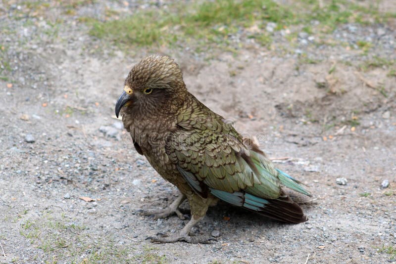 Kea, notabilis di nestor, grande pappagallo, Nuova Zelanda fotografia stock Kea, notabilis di nestor, grande pappagallo, Nuova Zelanda fotografia stock