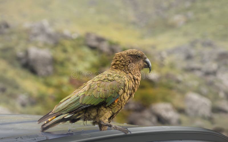 Kea Parrot, Nuova Zelanda fotografie stock Kea Parrot, Nuova Zelanda fotografie stock