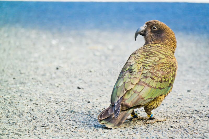 Kea - perroquet alpin photos stock Kea - perroquet alpin photos stock