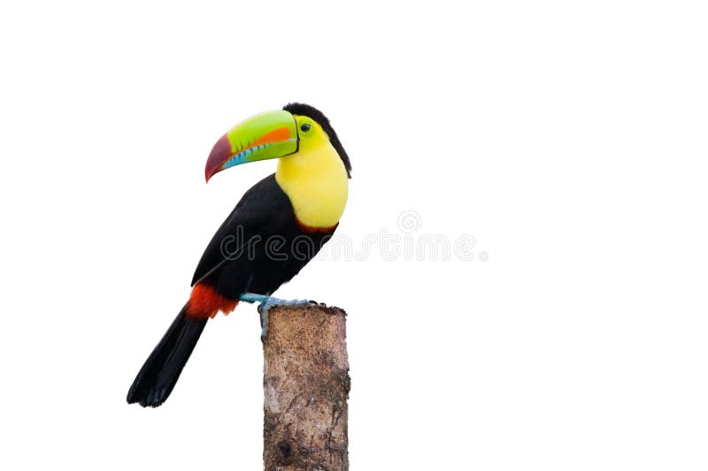 Keel Billed Toucan