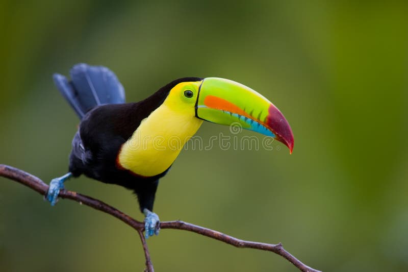 Keel Billed Toucan.