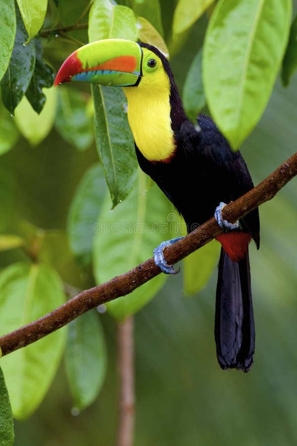 Keel-billed Toucan 837561 royalty free stock photography Keel-billed Toucan 837561 royalty free stock photography