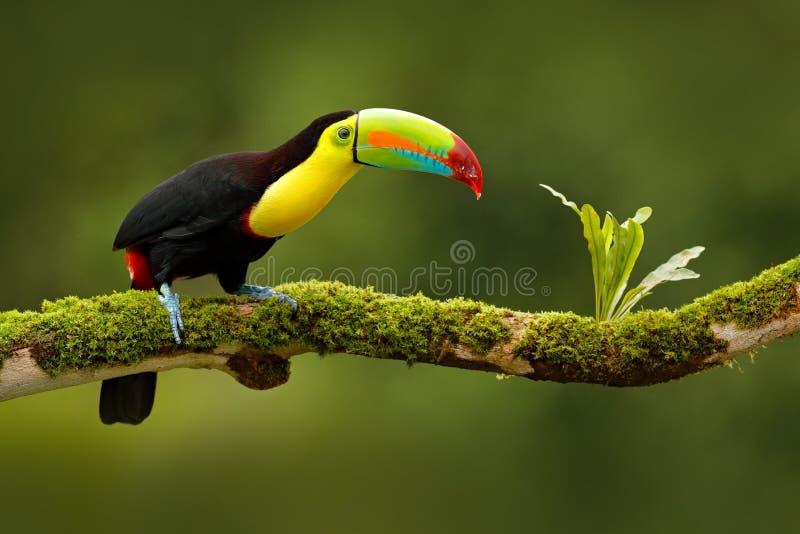 Keel-billed Toucan, Ramphastos sulfuratus, bird with big bill. Toucan sitting on the branch in the forest, Boca Tapada, green vege