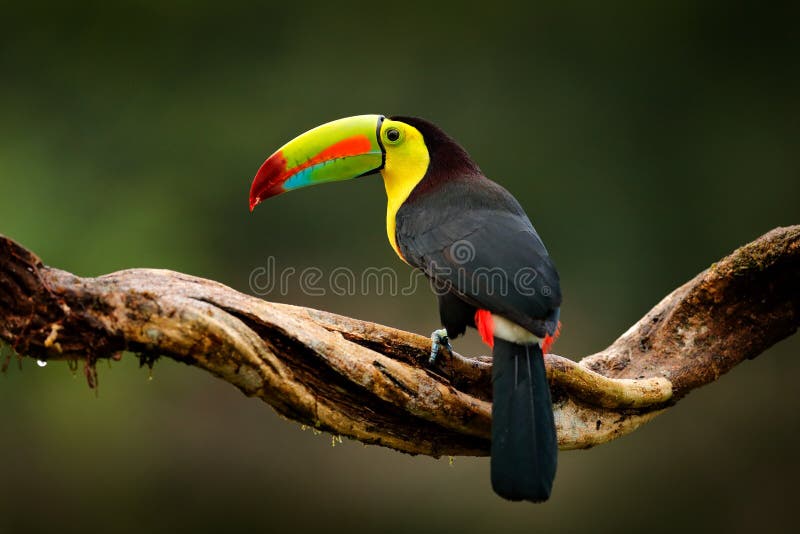 Keel-billed Toucan, Ramphastos sulfuratus, bird with big bill. Toucan sitting on branch in the forest, Guatemala. Nature travel in