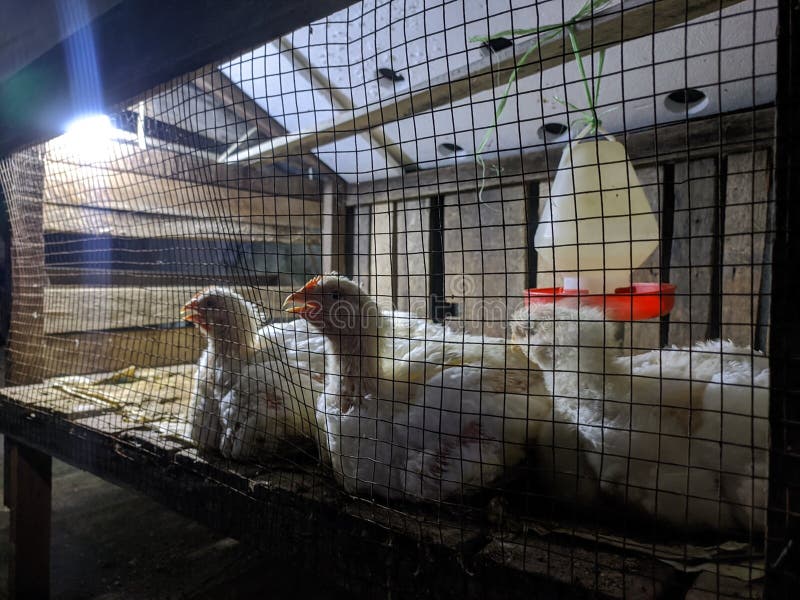 Keeping Broiler Chickens in a Cage Stock Photo Image of nature, cage